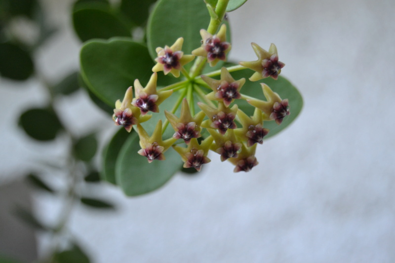 Hoya cumingiana Dsc_0150