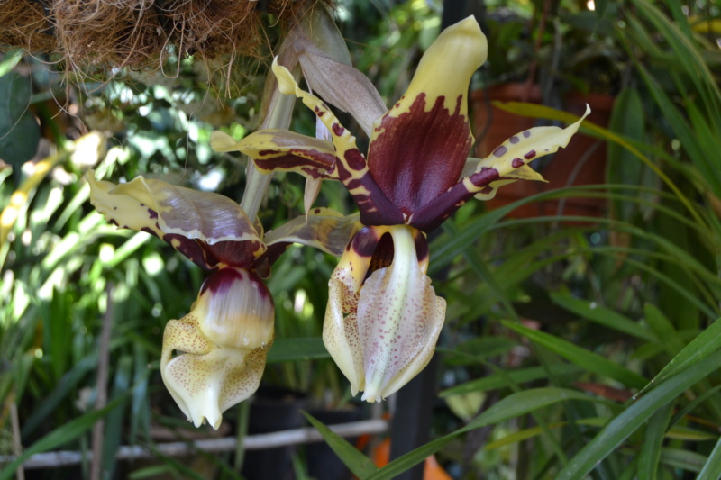 Stanhopea tigrina  Dsc_0154