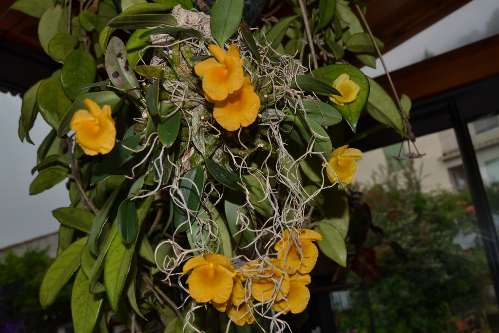 Dendrobium jenkesii  Jenkes10