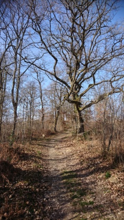 Ca fait du bien de rouler en vrai et au chaud (20 février 2021 - Gers) Arbre10