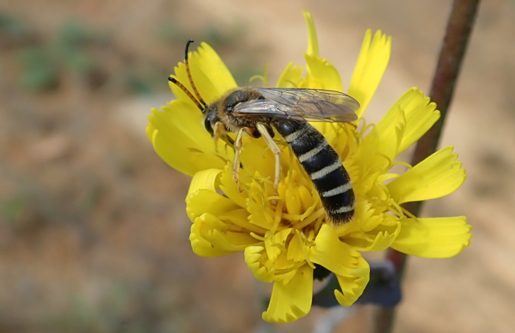 Halictus sexinctus Balusa10