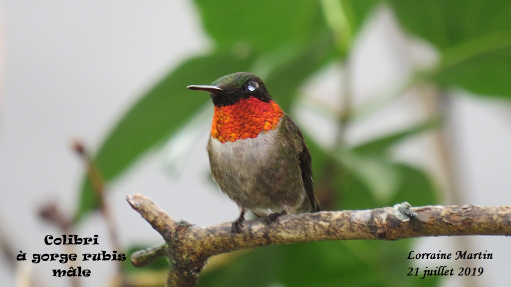 Colibri à gorge rubis mâle, œil de bille Img_0214