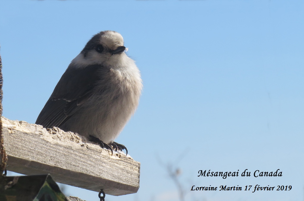 Gros becs errants et plus, février 2019 Img_2914