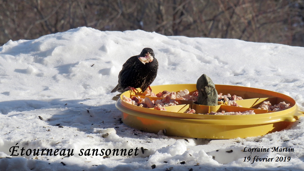 Étourneau sansonnet le 19 février 2019  Img_2917