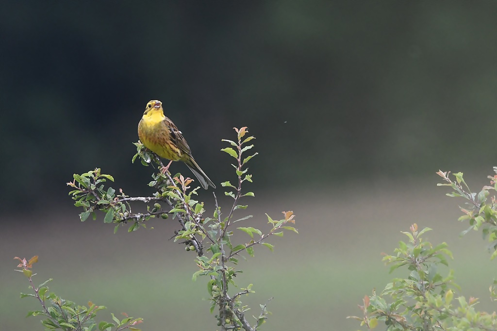 Mes photos avec l'objectif sigma 150/600M - Page 2 Bruant42