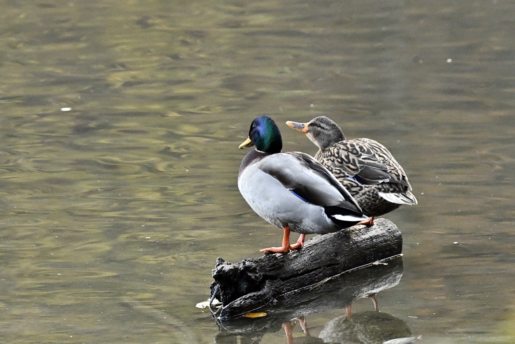 jaune - Mes photos avec l'objectif sigma 150/600M Canard48