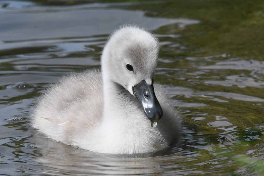 cygne - Cygne tuberculé, Cygne noir - Page 3 Cygnes14