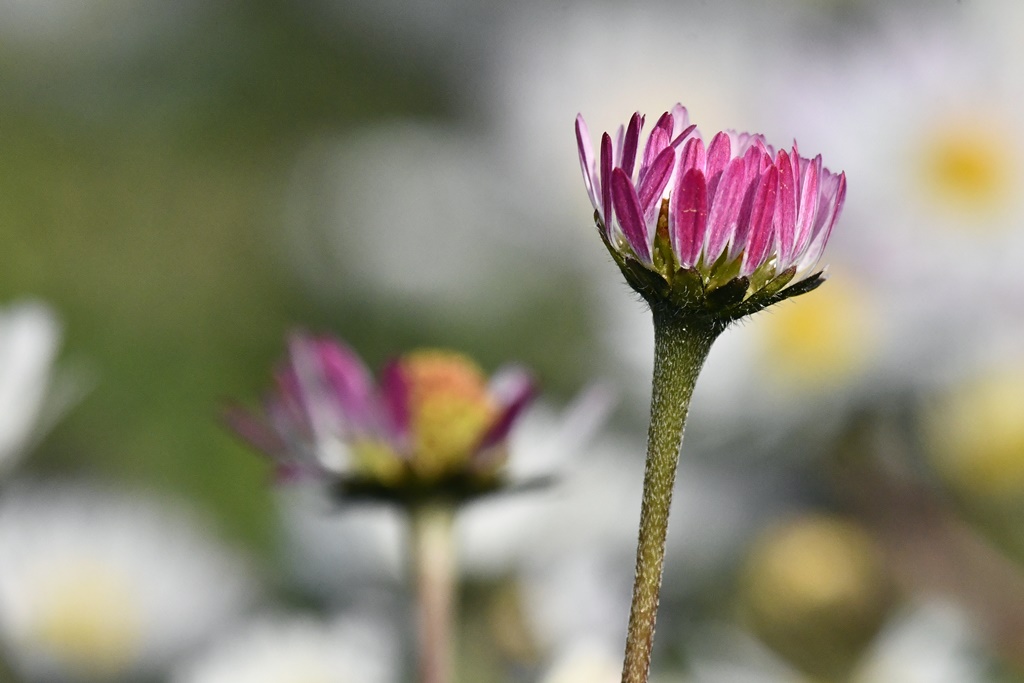 Fleurs et plantes sauvages - Page 3 Fleur_14