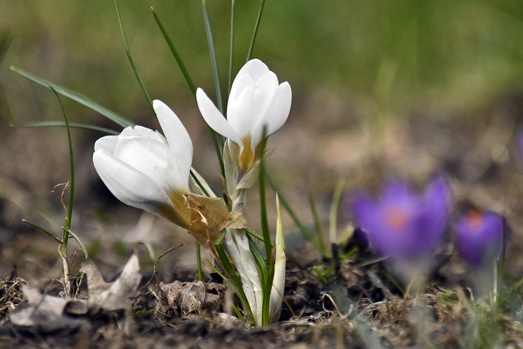 Fleurs et plantes sauvages - Page 3 Fleurs11