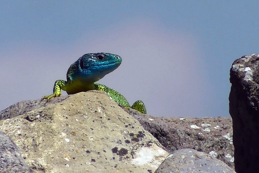 Reptiles - Lézard des laves, lézard des murailles, lézard vert, lézard vivipare, couleuvre à collier Lezard18