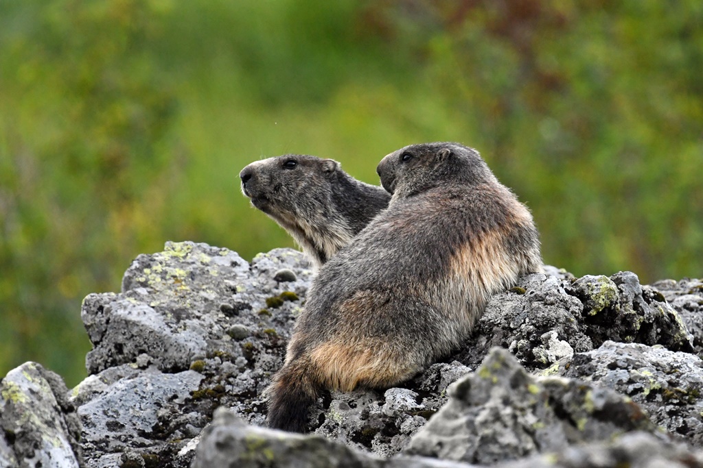 Marmotte Marmot12