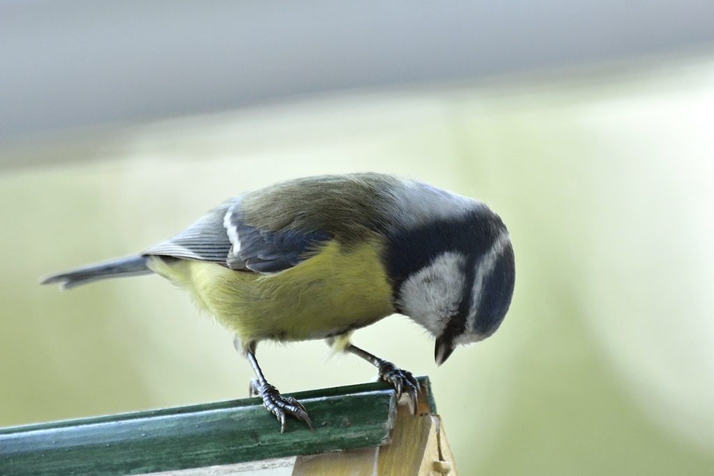 mésange - Mésange bleue  Mesan127