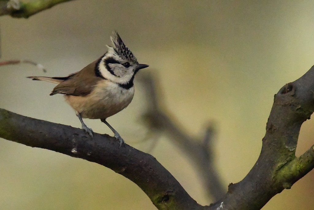 Paridés - Mésange bleue, charbonnière, huppée, nonnette, noire Mesang29