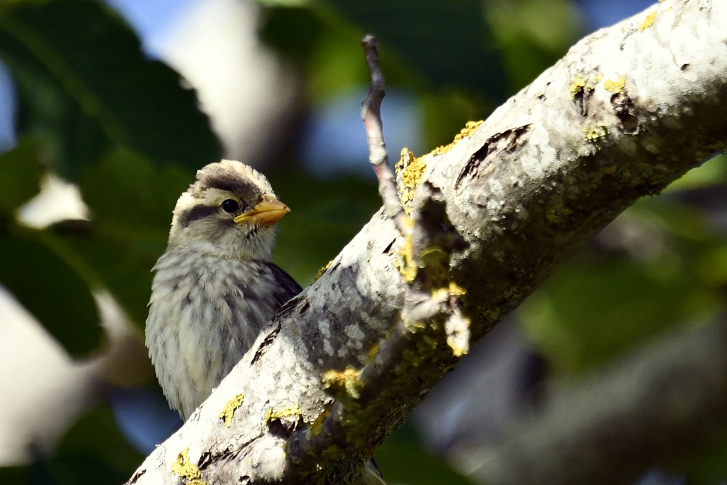 Moineau soulcie Moinea88