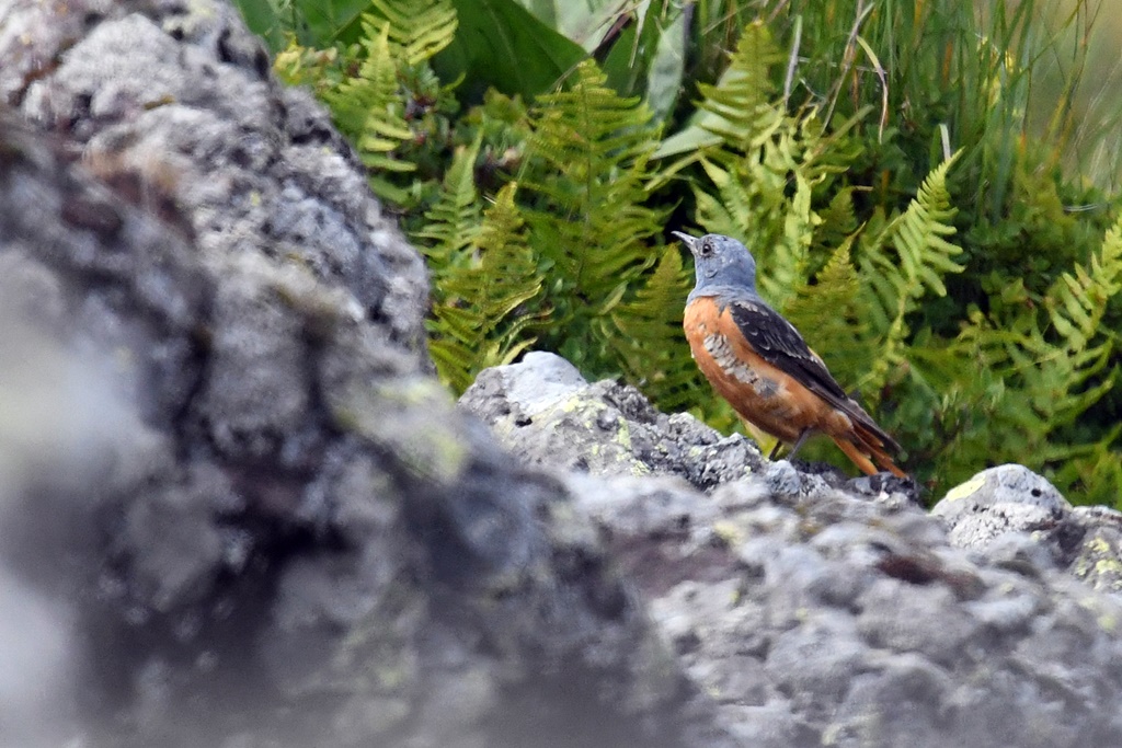 rougequeue - Muscicapidés, Gobemouche, Monticole, Rougegorge, Rossignol, Rougequeue à front blanc, Rougequeue, Traquet motteux, Tarier, Gorgebleue à miroir Montic12