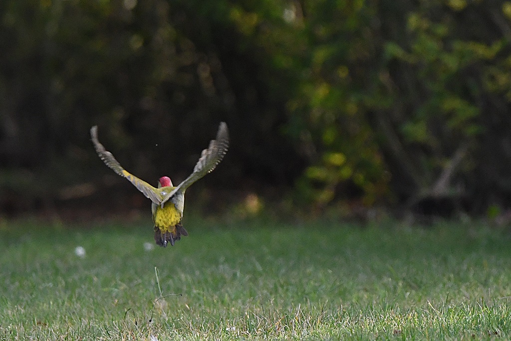 bergeronnette - Oiseaux en vol (dont en slow motion)  - Page 9 Pic_ve27