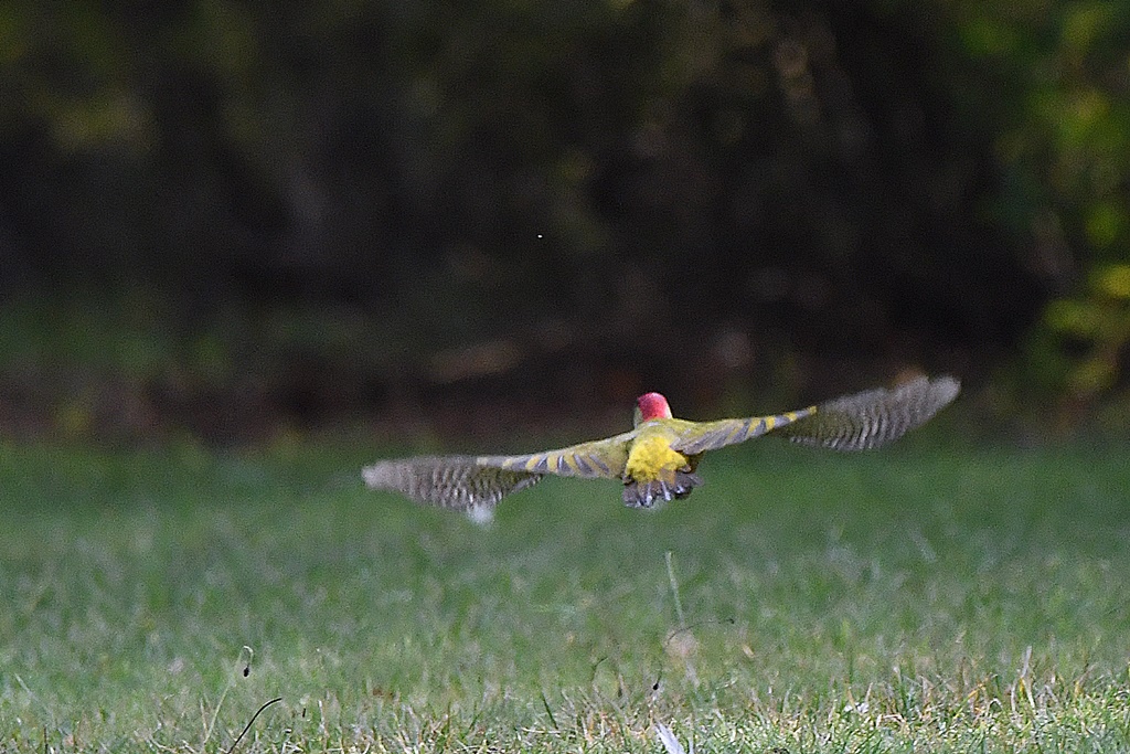 grise - Oiseaux en vol (dont en slow motion)  - Page 9 Pic_ve28