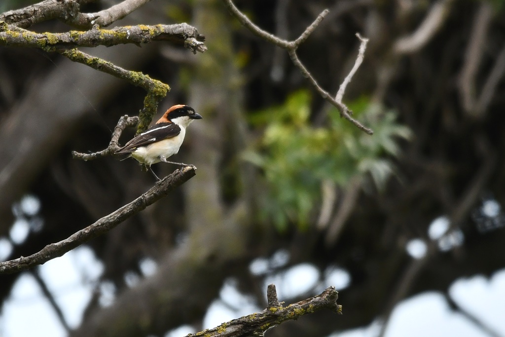 Espèces d'Oiseaux rares - Pie Grièche à tête rousse Pie_gr71