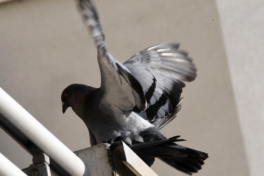 Observations confinées (Redstart) Pigeon20