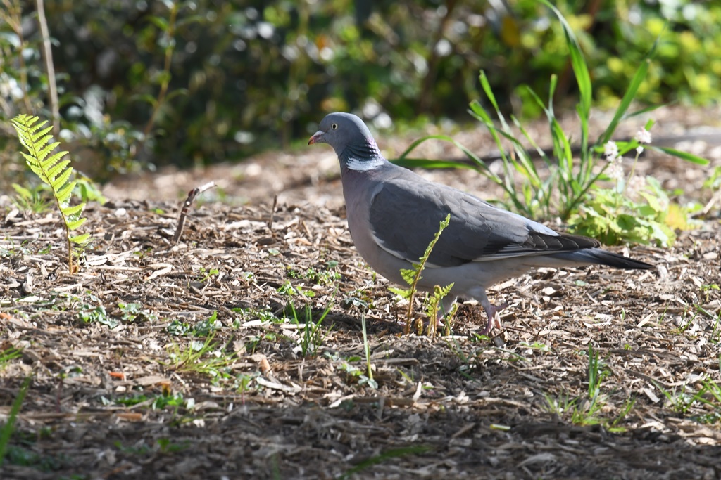 Observations confinées (Redstart) Pigeon21