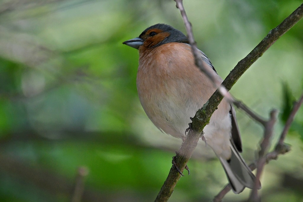 Aux étangs - mes observations (Redstart) Pinson19