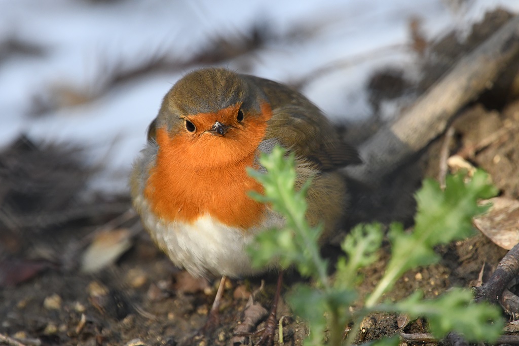 mésange - Muscicapidés, Gobemouche, Monticole, Rougegorge, Rossignol, Rougequeue à front blanc, Rougequeue, Traquet motteux, Tarier, Gorgebleue à miroir Rougeg55