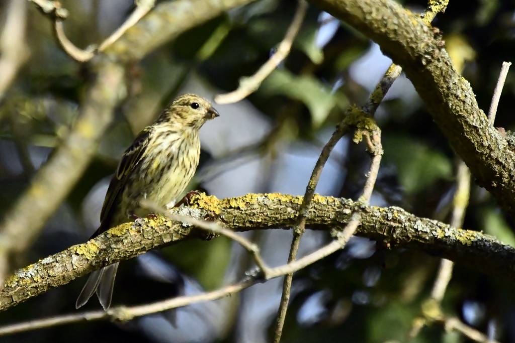 jaune - Quel est cet oiseau ? - Page 14 Serin_16