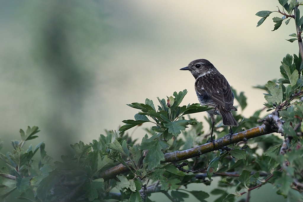 Mes photos avec l'objectif sigma 150/600M - Page 3 Tarier31