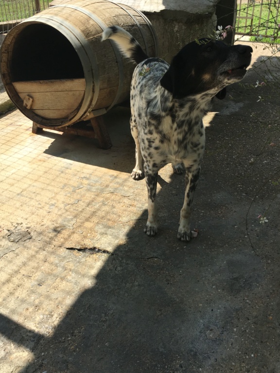 RAFIKI - x setter 10 ans (8 ans de refuge) - Refuge Clochards Poilus à Tabanac (33) 7d9fd310
