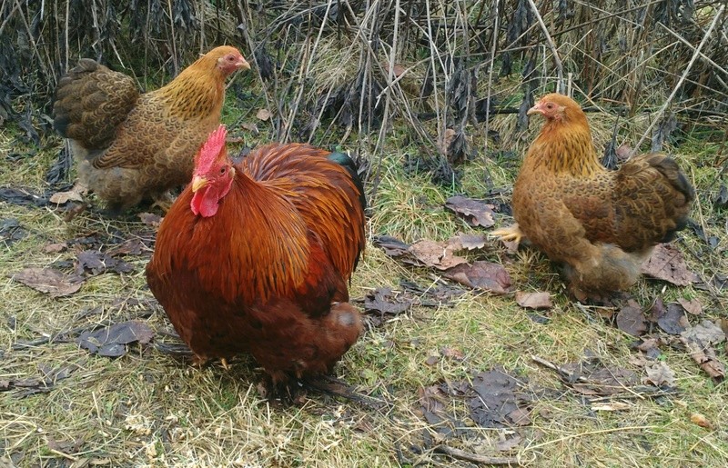 Trio Pékins Perdrix Maillés Bruns Img_2018