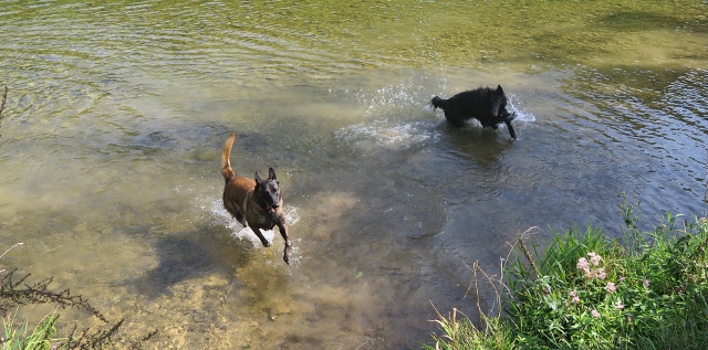 EDEN, femelle malinois 8 ans et 10 mois - Page 3 Img_2710