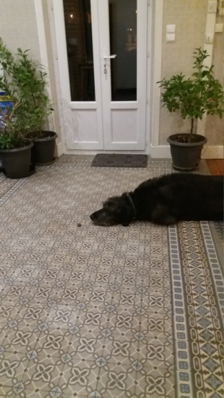 Okénèstse Giant Jack, un géant au coeur tendre ADOPTÉ - Page 8 20190110