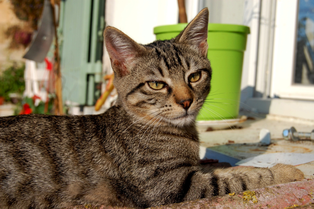 Cassius et Ahed super chatons ADOPTÉS Dsc_0025