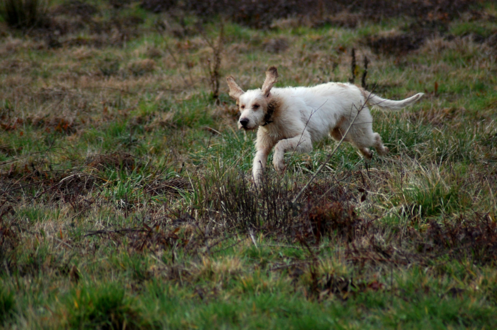 Aldo, grand griffon vendéen ADOPTÉ Dsc_0828