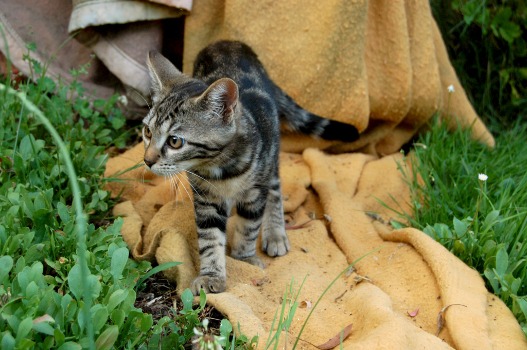 Nalin, chatonne à adopter Dsc_0922