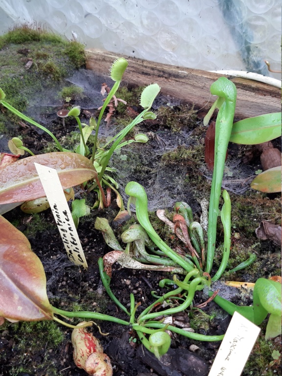 Plantes Carnivores différente parmi les nepenthes de Haute Altitude 20200566