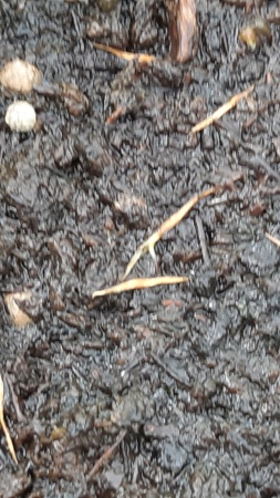 Première levée des graines de nepenthes Macrophylla  20220710