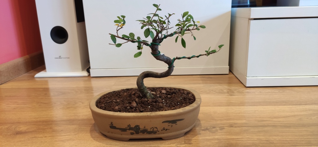 Nuevo bonsai Img_2016