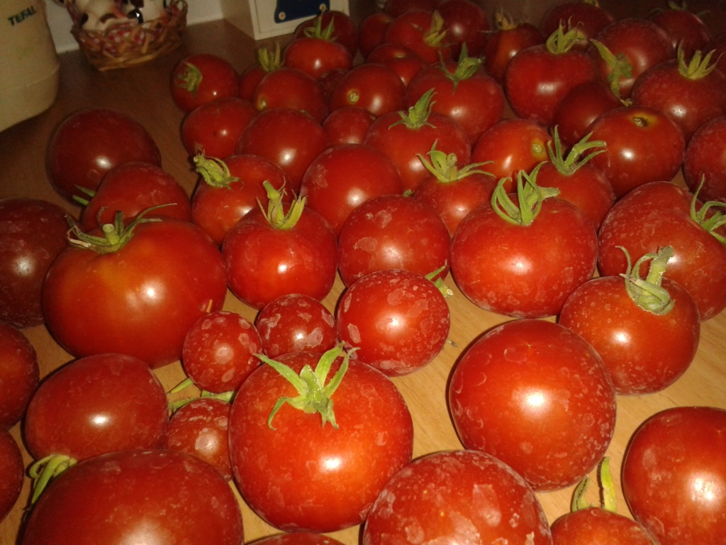 Üppige Tomatenernte 20180817