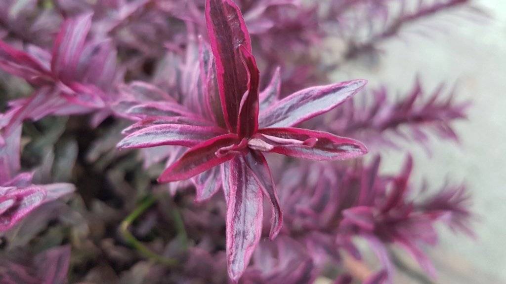 Unbekannte Gartenpflanze mit violetten Blättern - gelöst >>> Strauch-Veronica (Hebe) 20210120