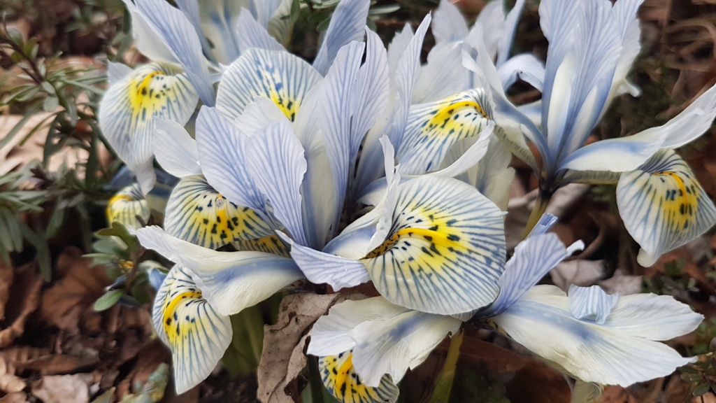 Erste Frühlingsboten im Garten und in Wald und Flur, Teil 2 - Seite 7 20210319