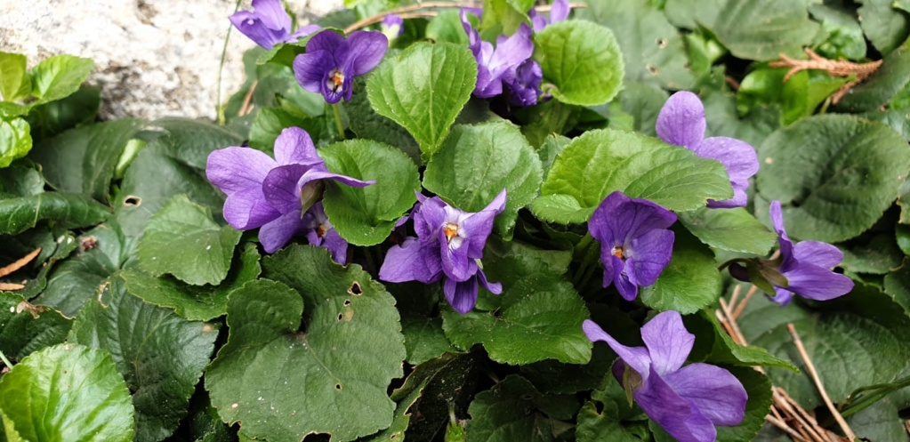 Erste Frühlingsboten im Garten und in Wald und Flur - Seite 74 Img-2027