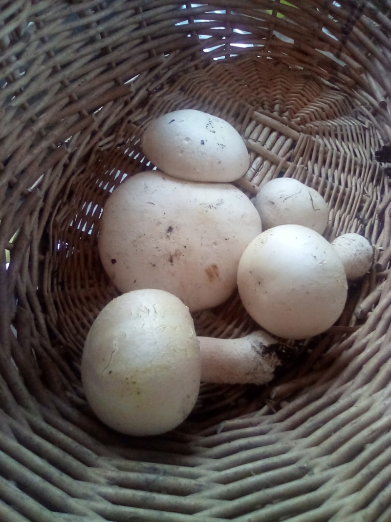 Horse Mushrooms  Img_2021