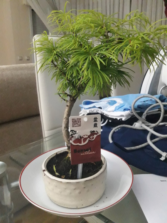 No consigo identificar mi bonsai 20180610