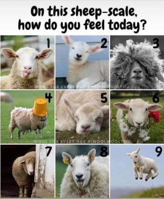 How do feel on the Sheep-Scale today? 15897010