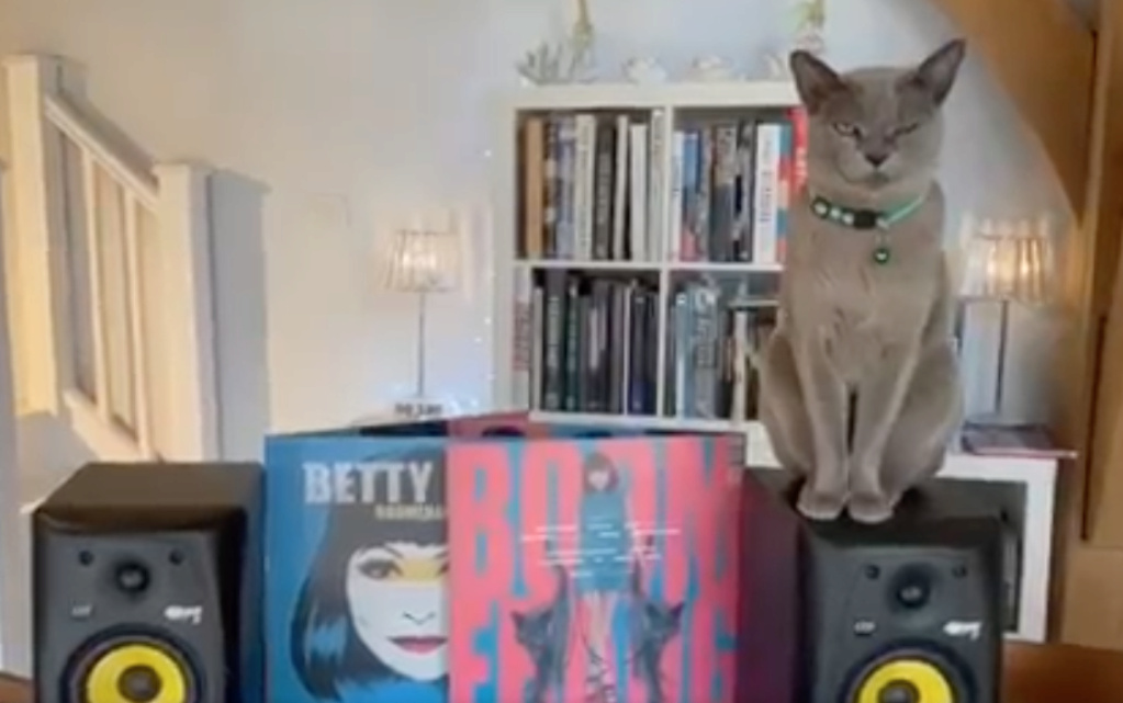 Cats and Speakers Scree593