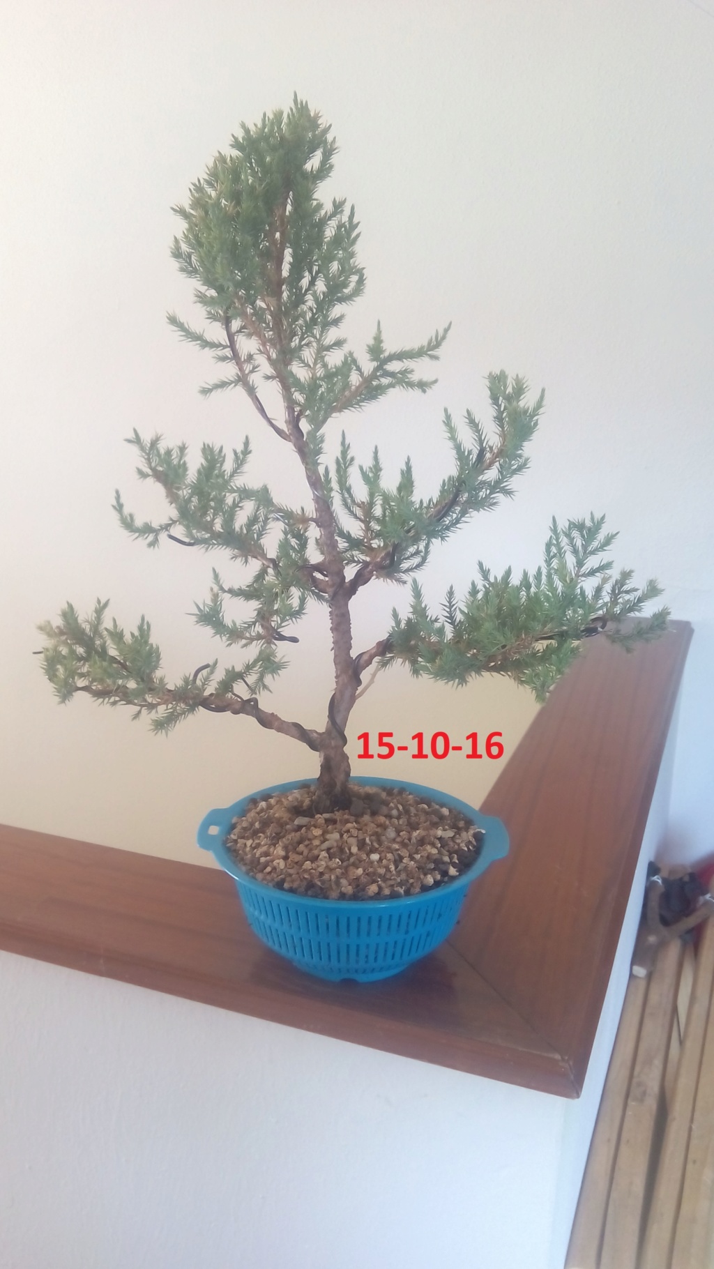 Evoución juniperus stricta en 2 años y medio Img_2017