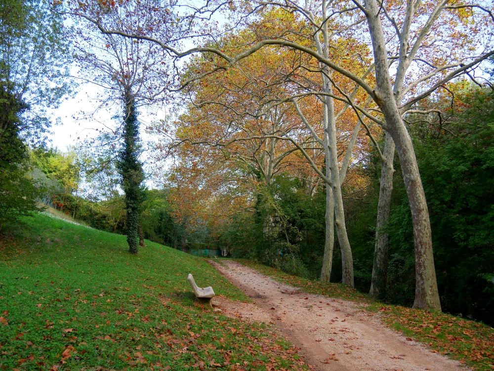 Dans la Forêt  cet Automne  10_bis10