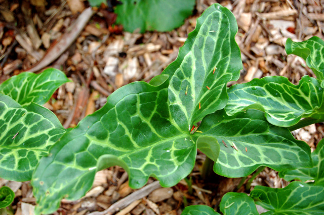 Un Arum Dracunculus vulgaris 1280px10