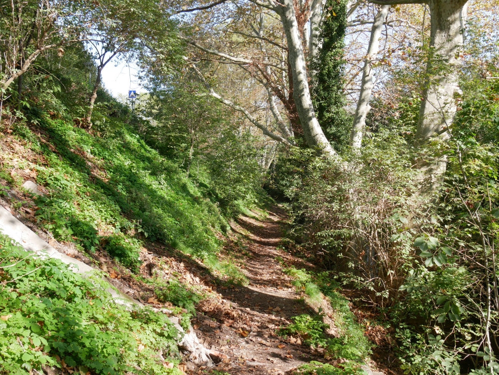 Dans la Forêt  cet Automne  14_bis10